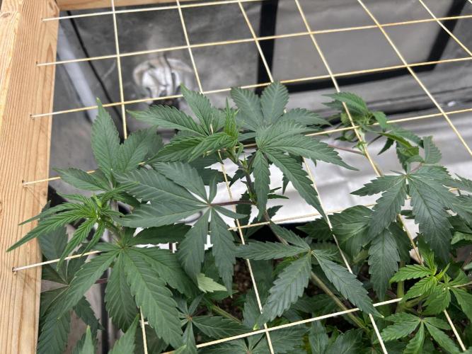 Kannabia - Pink Gelato. Week 14