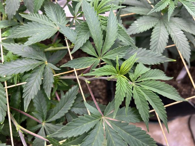 Kannabia - Pink Gelato. Week 14