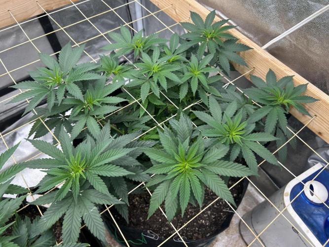 Kannabia - Apple Fritter. Week 14