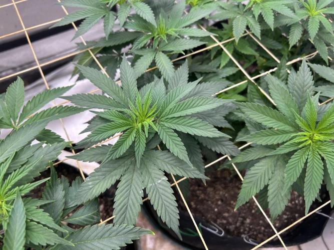 Kannabia - Apple Fritter. Week 14