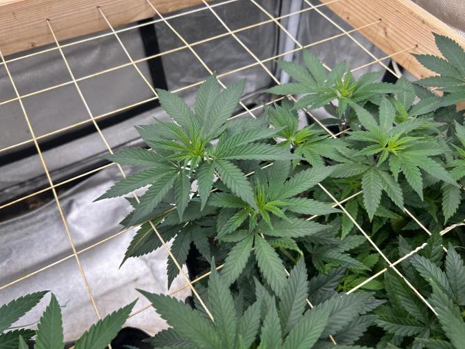 Kannabia - Apple Fritter. Week 14