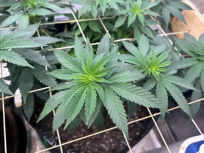 Kannabia - Apple Fritter. Week 14