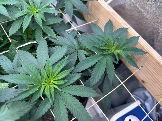 Kannabia - Apple Fritter. Week 14