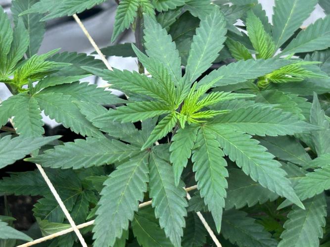 Kannabia - Apple Fritter. Week 14