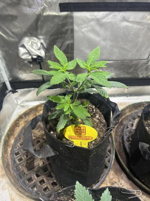 OSS - Blackwater. Week 7 - 12/6/25