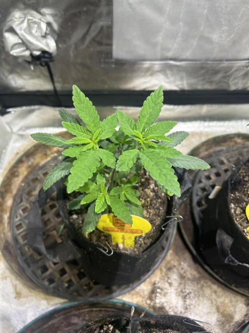 OSS - Blackwater. Week 7