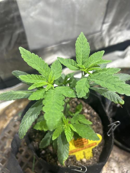 OSS - Blackwater. Week 7