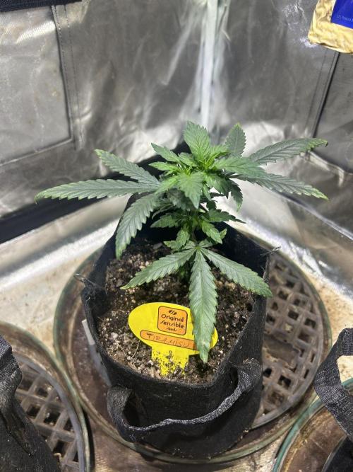 OSS - Tiramisu. Week 7 - 12/6/25