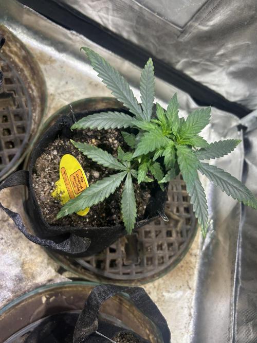 OSS - Tiramisu. Week 7