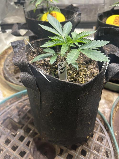 BF - Super Boof. Week 4 - 12/6/25