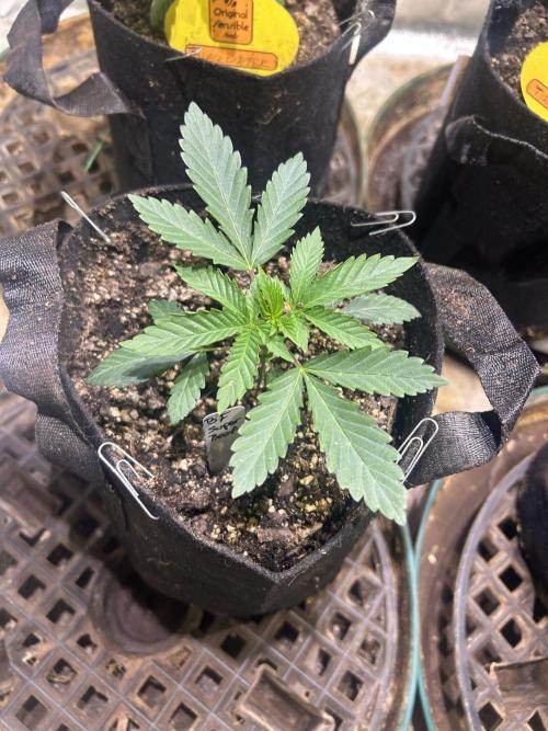 BF - Super Boof. Week 4