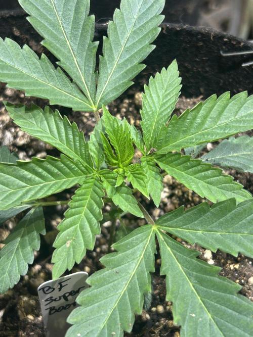 BF - Super Boof. Week 4