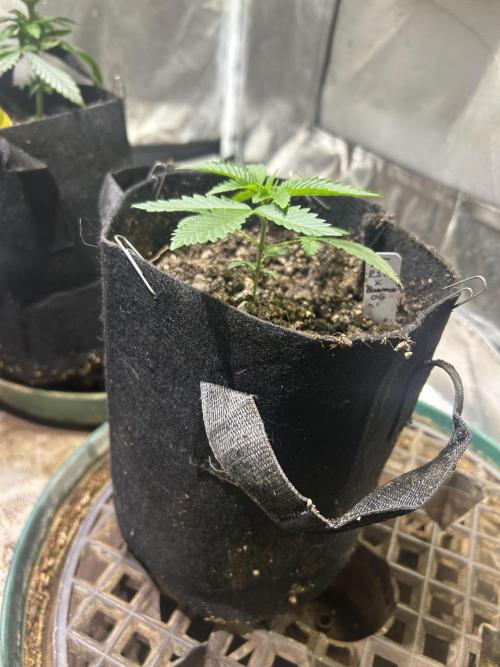 BF - RS11 x Banana OG. Week 4 - 12/6/25