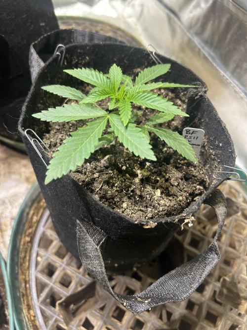 BF - RS11 x Banana OG. Week 4