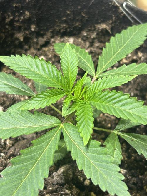 BF - RS11 x Banana OG. Week 4