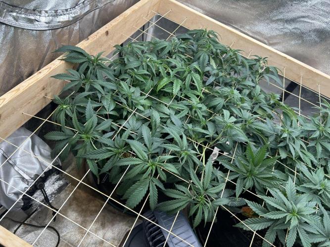 OSS - Do-Si-Dos OG. Week 15