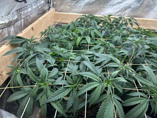 OSS - Do-Si-Dos OG. Week 15