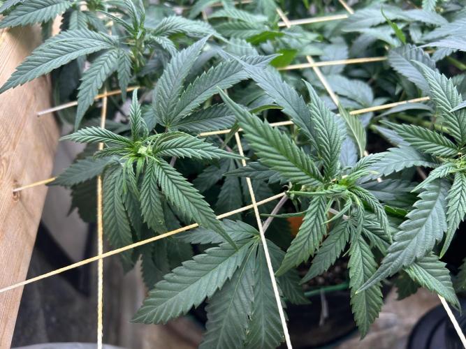 OSS - Do-Si-Dos OG. Week 15