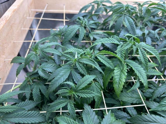 OSS - Do-Si-Dos OG. Week 15