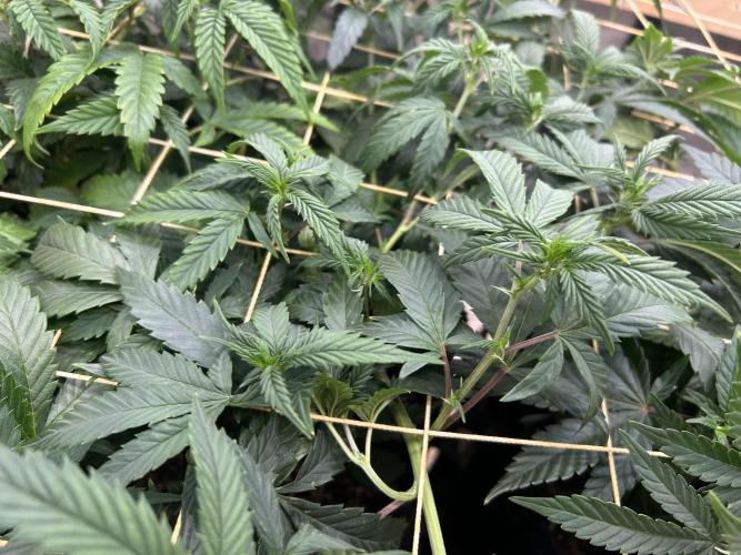 OSS - Do-Si-Dos OG. Week 15