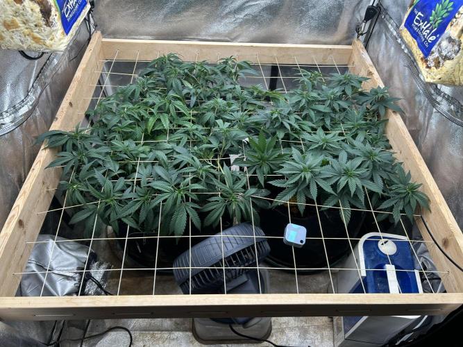 OSS - Sherbet Moonrocks. Week 15 - 12/12/25