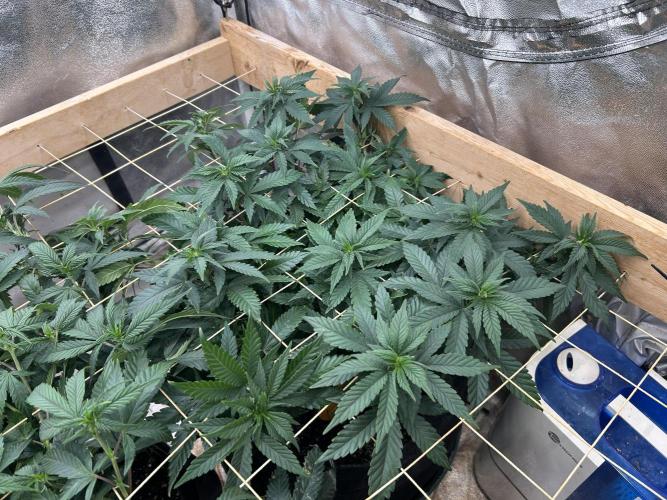 OSS - Sherbet Moonrocks. Week 15