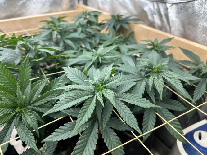 OSS - Sherbet Moonrocks. Week 15