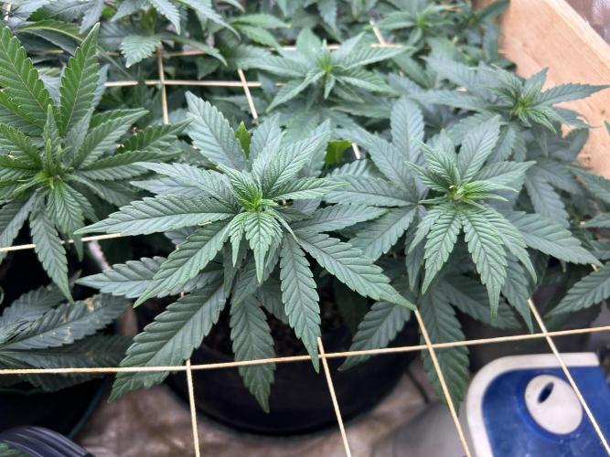 OSS - Sherbet Moonrocks. Week 15