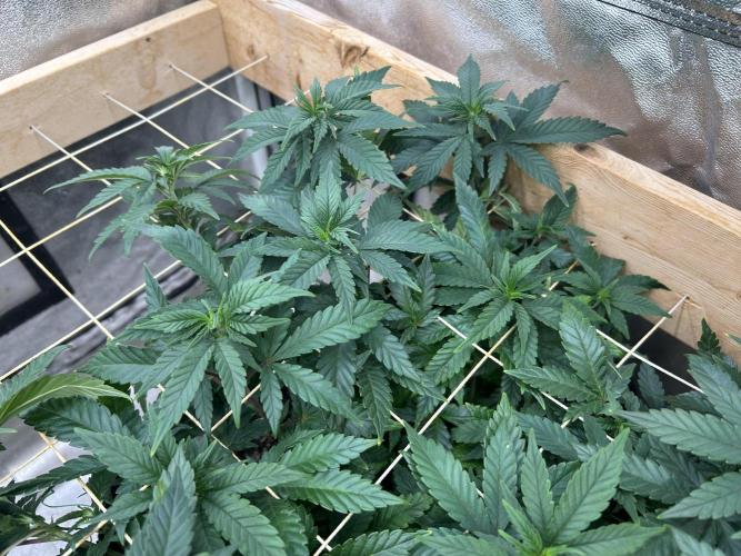 OSS - Sherbet Moonrocks. Week 15