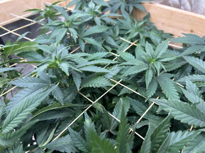 OSS - Sherbet Moonrocks. Week 15