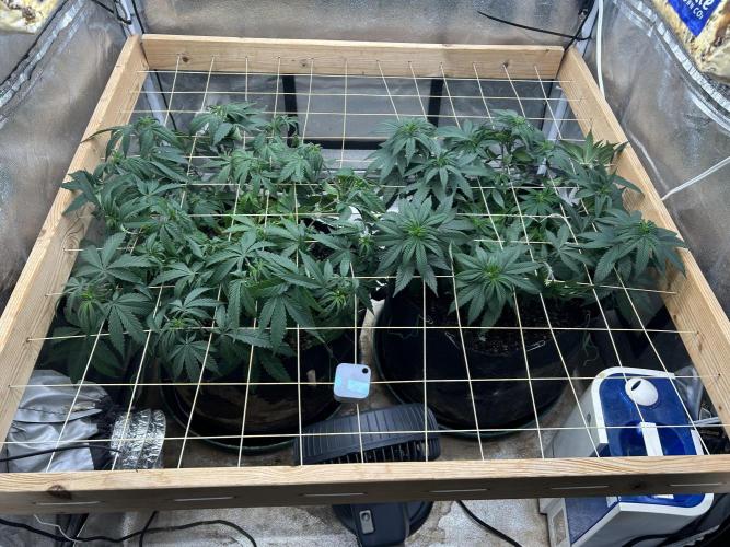 Kannabia - Pink Gelato. Week 15 - 12/13/25