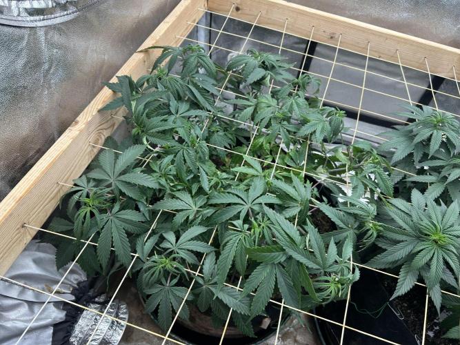 Kannabia - Pink Gelato. Week 15