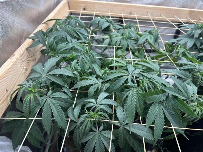 Kannabia - Pink Gelato. Week 15