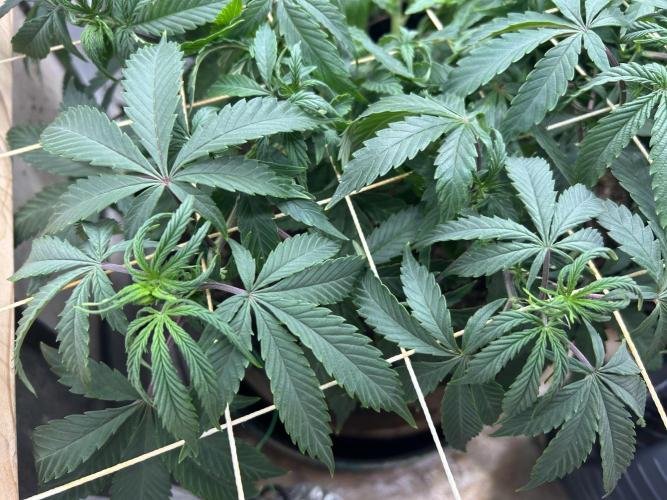 Kannabia - Pink Gelato. Week 15