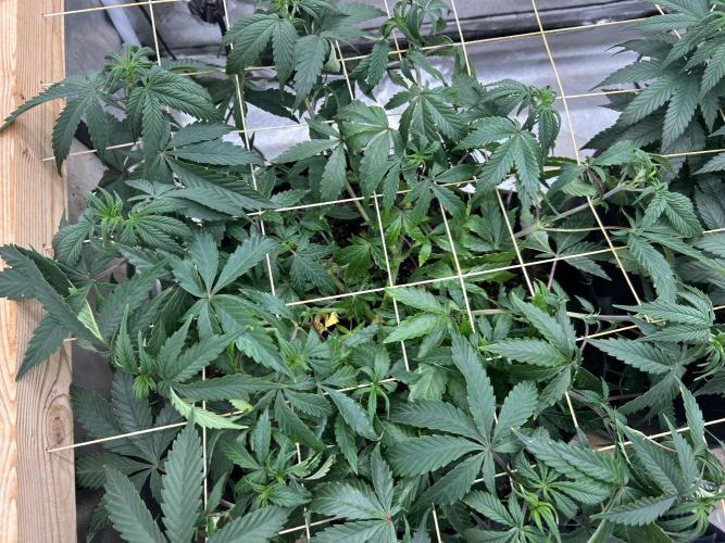 Kannabia - Pink Gelato. Week 15