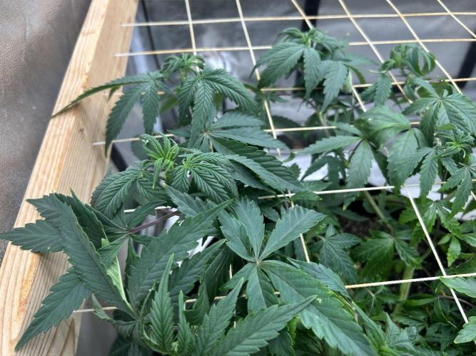 Kannabia - Pink Gelato. Week 15