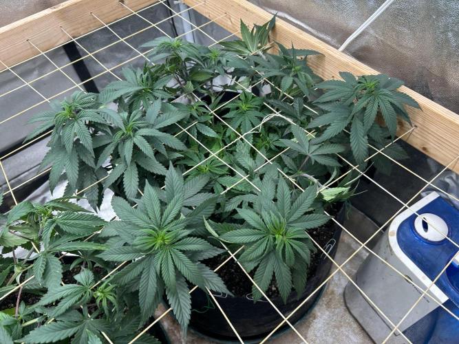 Kannabia - Apple Fritter. Week 15