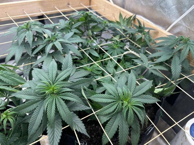 Kannabia - Apple Fritter. Week 15