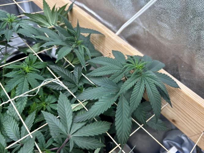 Kannabia - Apple Fritter. Week 15