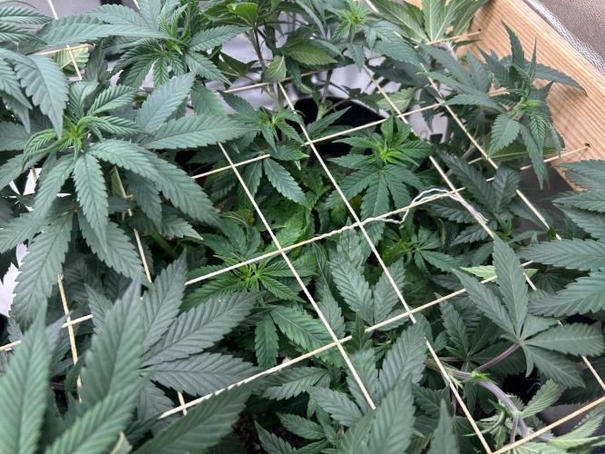 Kannabia - Apple Fritter. Week 15