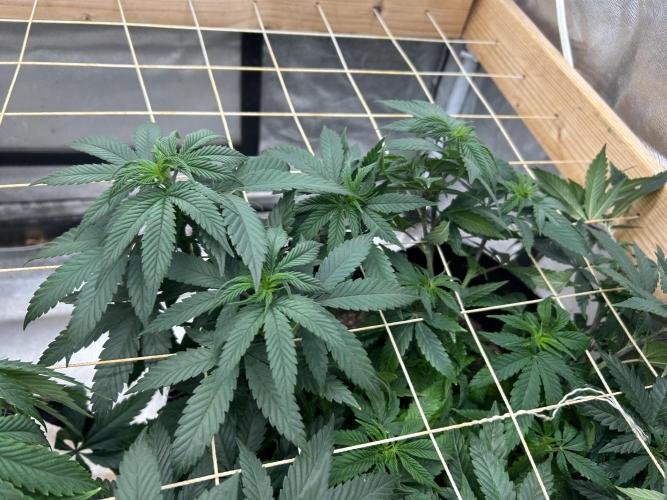 Kannabia - Apple Fritter. Week 15