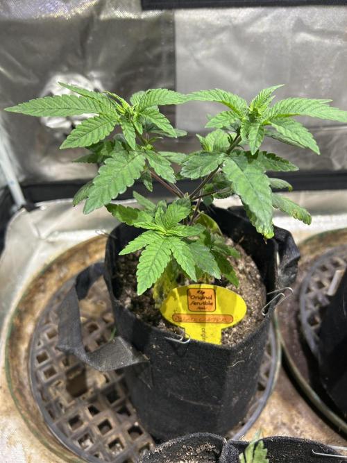 OSS - Blackwater. Week 8 - 12/13/25