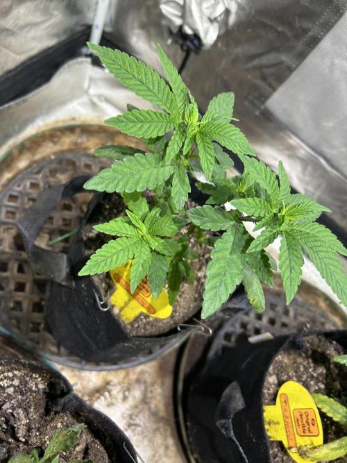 OSS - Blackwater. Week 8