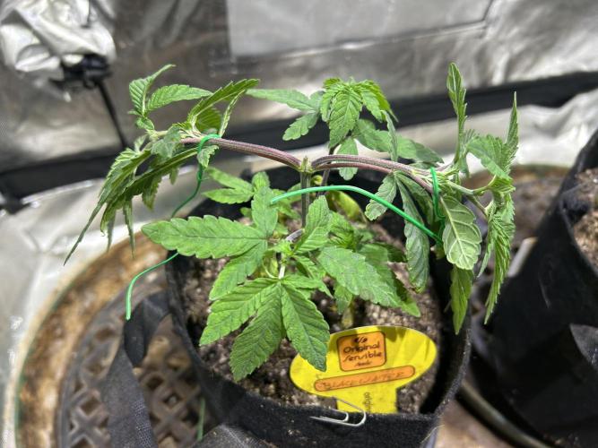 OSS - Blackwater. Week 8