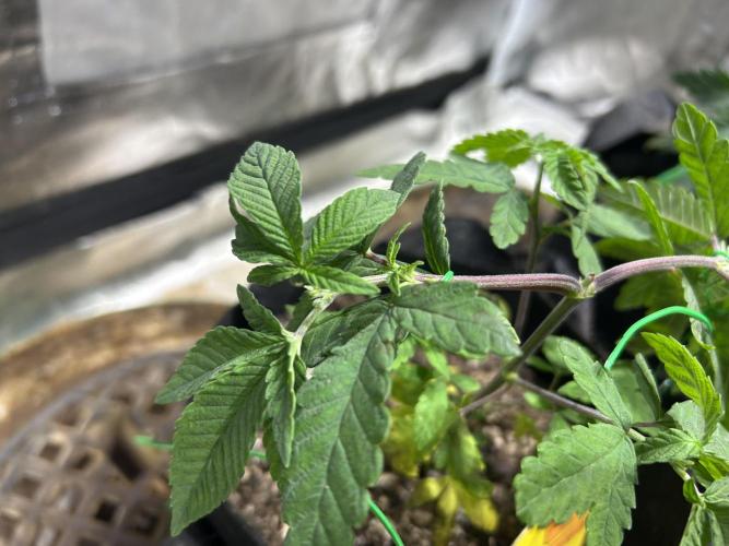 OSS - Blackwater. Week 8