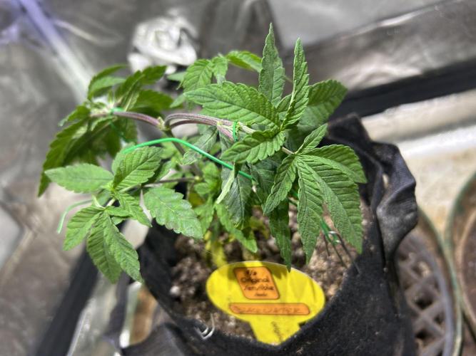 OSS - Blackwater. Week 8