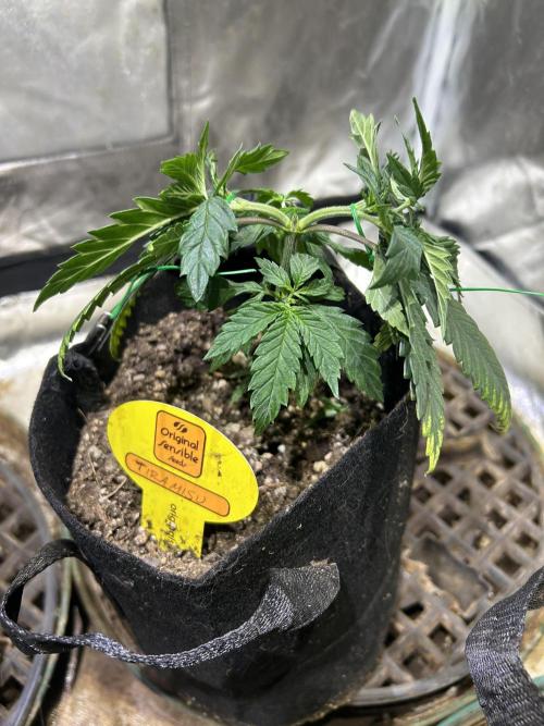 OSS - Tiramisu. Week 8 - 12/13/25