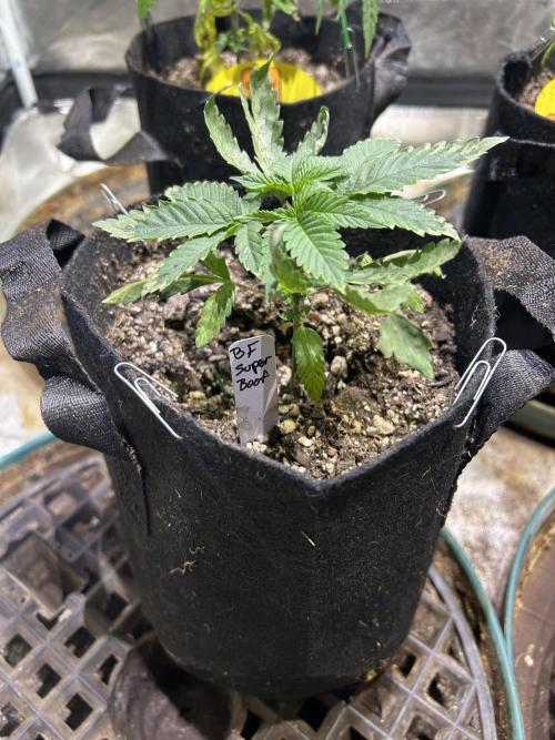 BF - Super Boof. Week 5 - 12/13/25