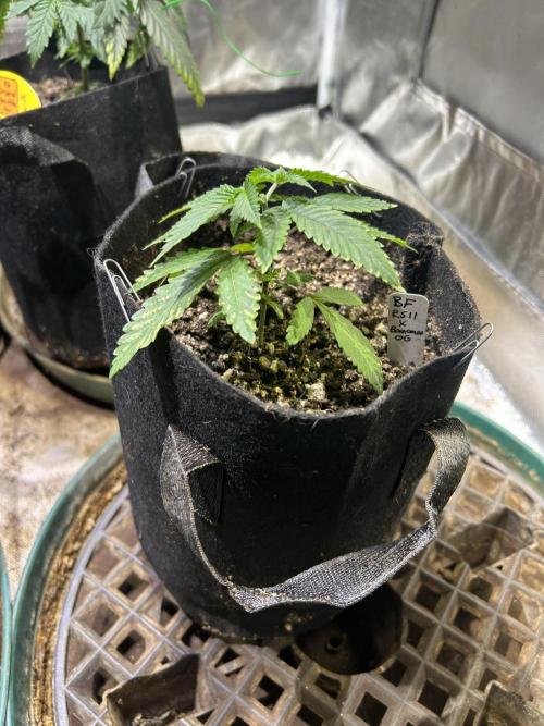 BF - RS11 x Banana OG. Week 5 - 12/13/25