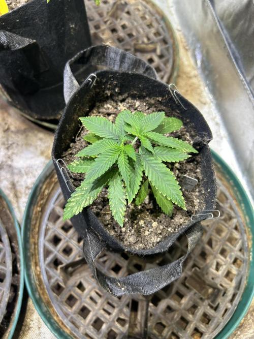 BF - RS11 x Banana OG. Week 5